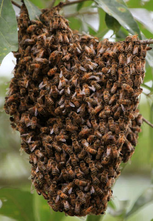 Honey bee hive