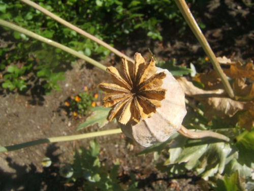 DSCF6473