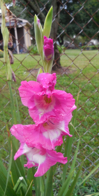 Pink Gladiolus