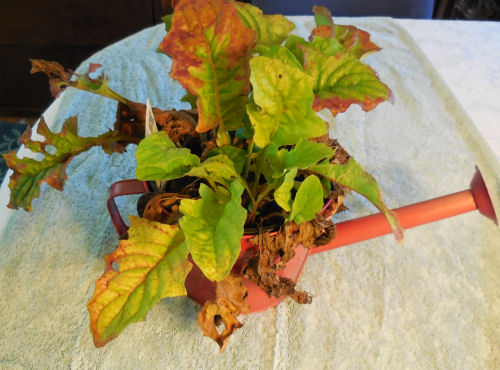 Shasta daisy planter almost dead