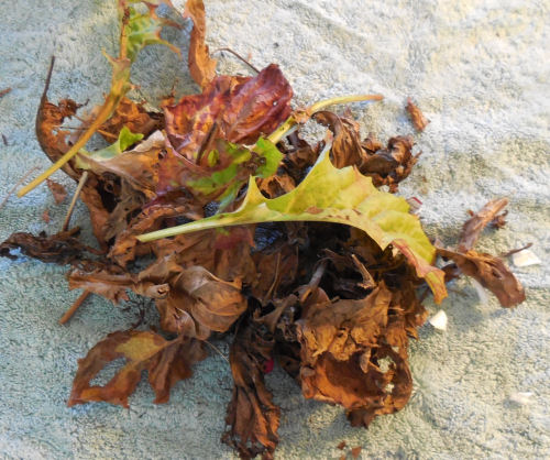 debris