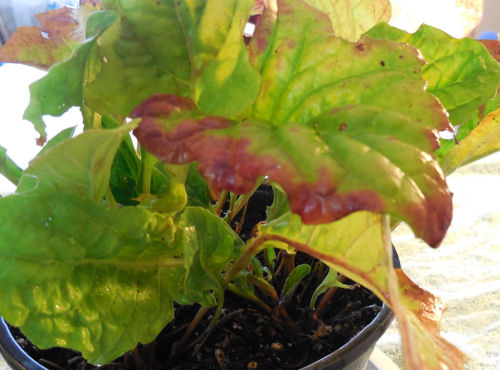 shasta daisy leaves