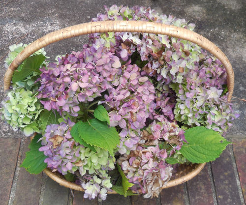 Hydrangea flowers for my wreath
