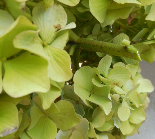  hydrangea flower cut 1"