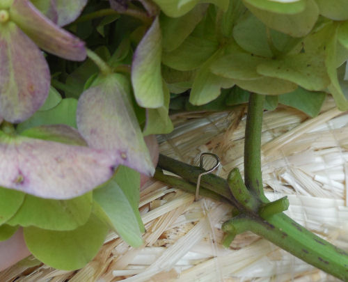 pin hydrangea flower to straw wreath ring