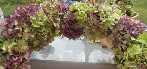 alternate hydrangea colors