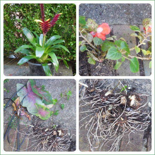 Left over plants