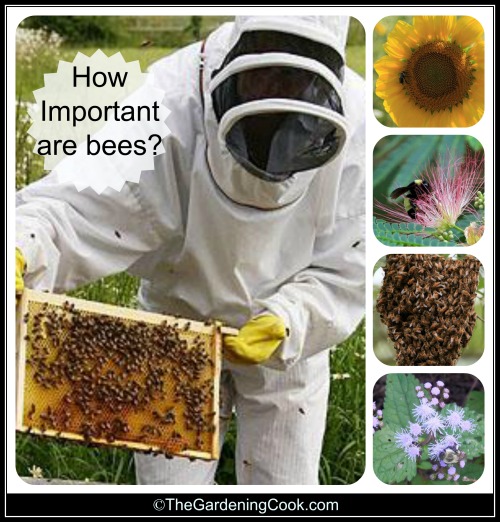 How important are bees?