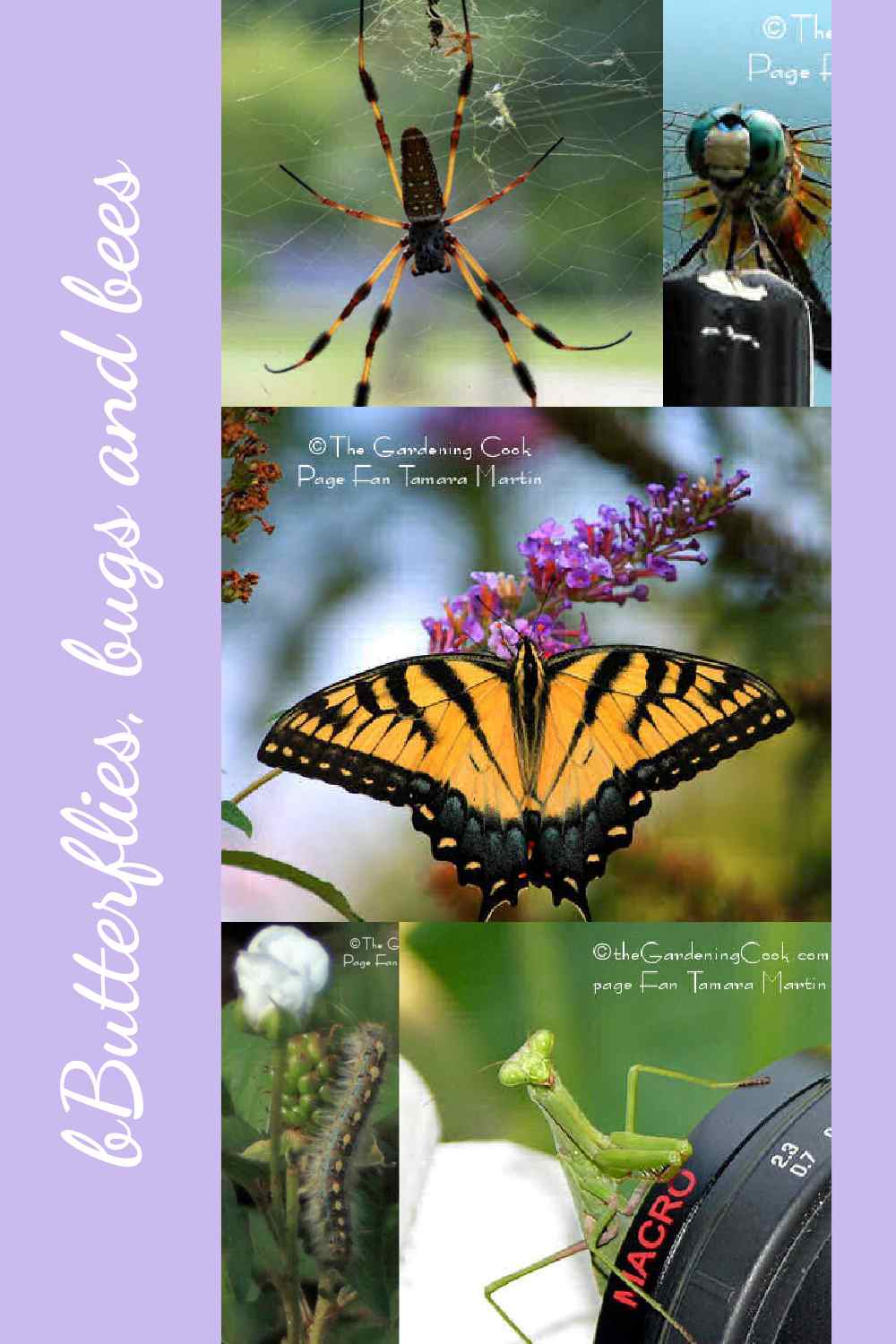 Insect in a collage with words: butterflies bugs and bees.