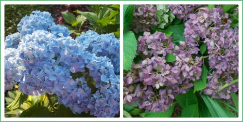 Hydrangea mid summer and late fall