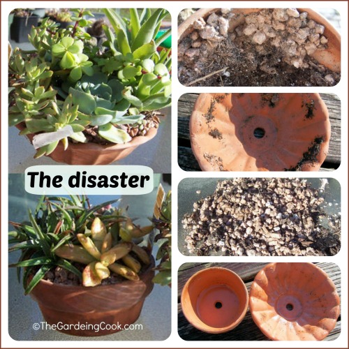 Rocks glued in place in my planters