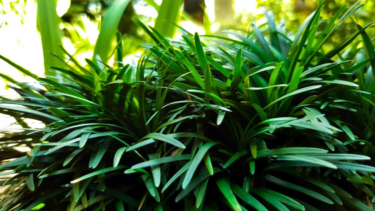 Dwarf liriope.