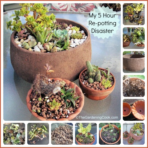 My succulent repotting disaster