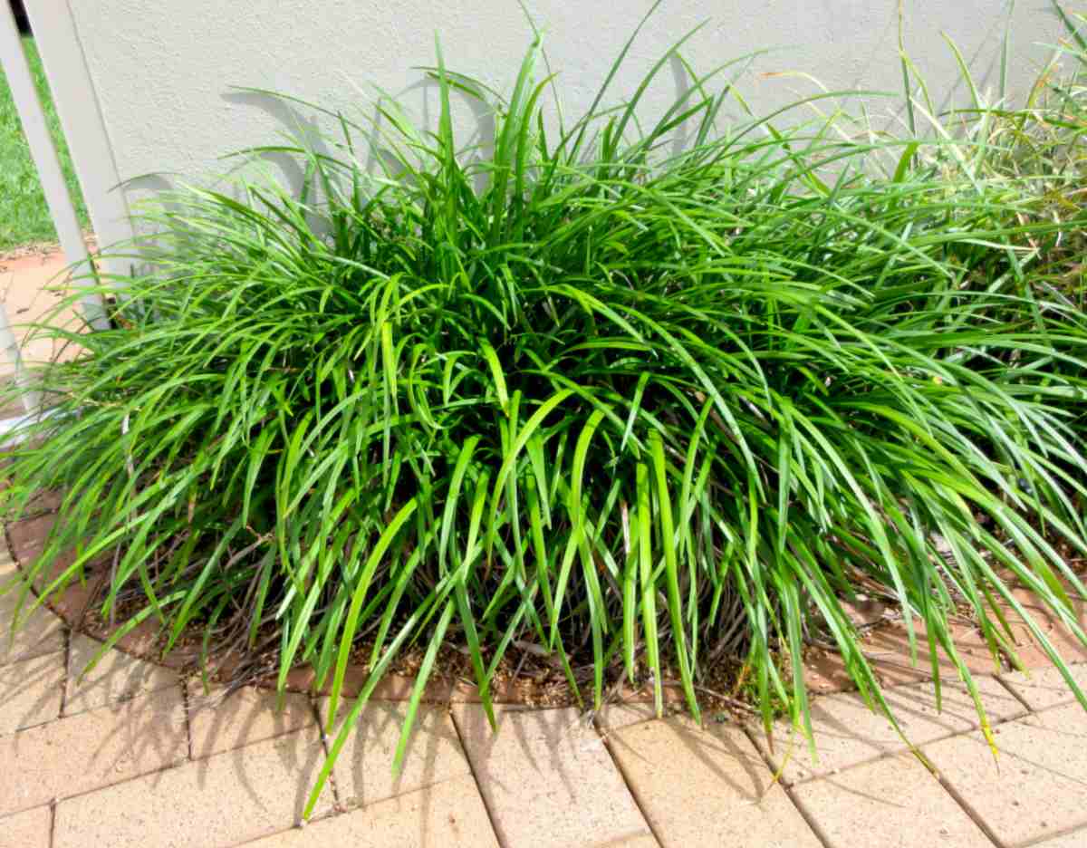Giant lilyturf plant,