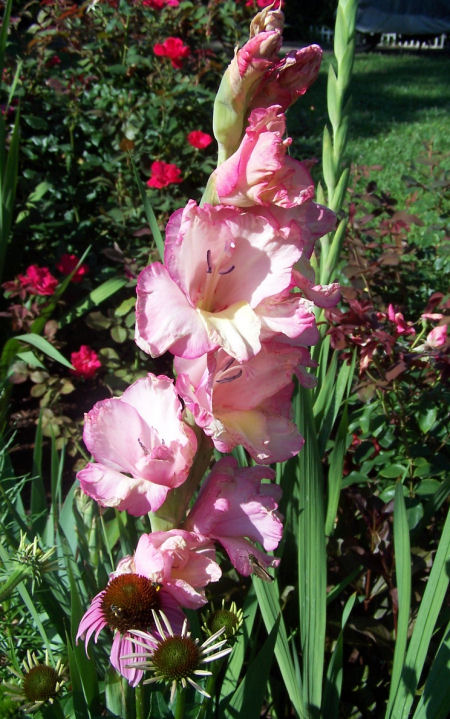 pink white gladiolus