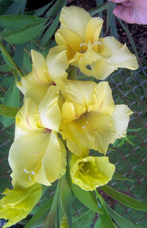 yellow gladiolus
