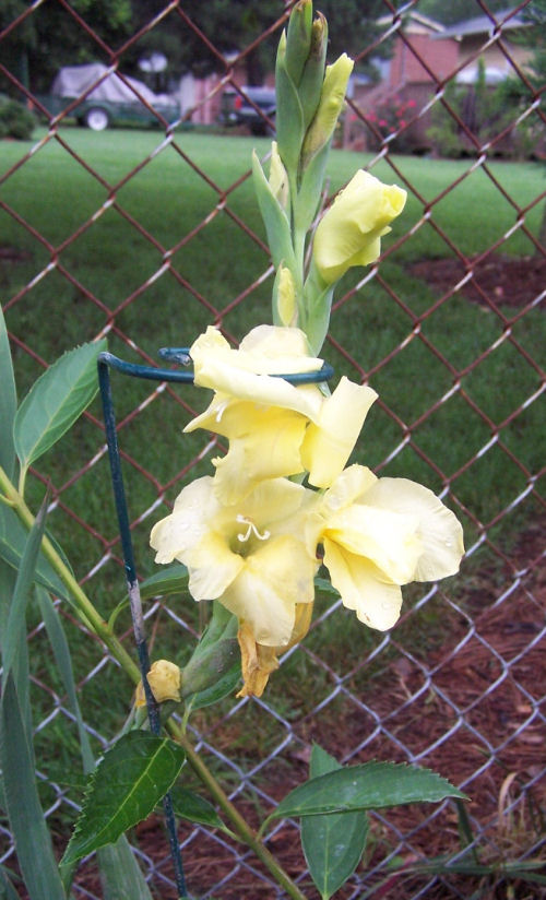 Yellow gladiolus