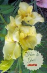 Today’s Flower – Gladiolus