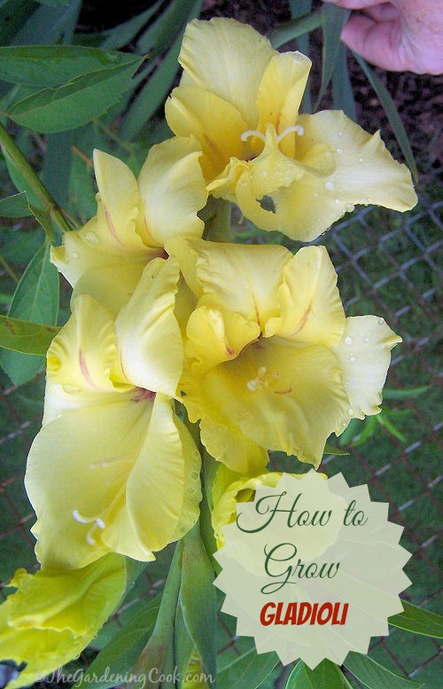 How to grow beautiful gladioli