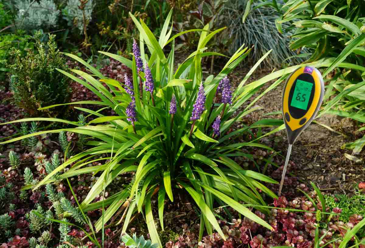 Liriope growing with a soil meter showing 6.5 PH.