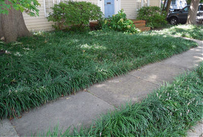 Creeping lilyturf used as a border and as a ground cover.