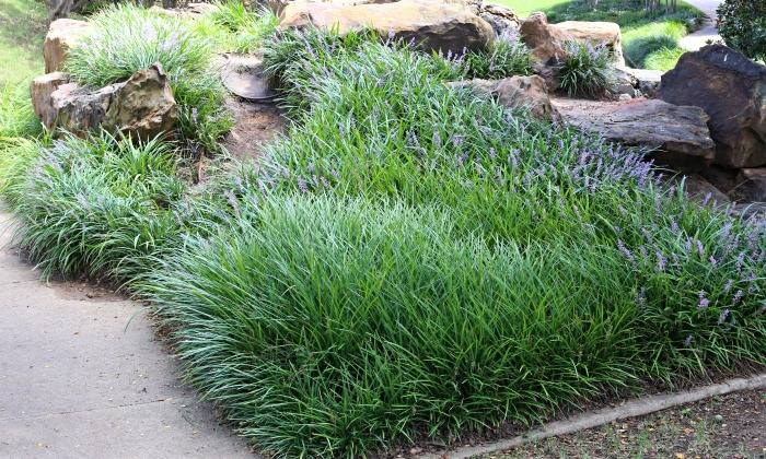 Monkey grass in flower used as a ground cover