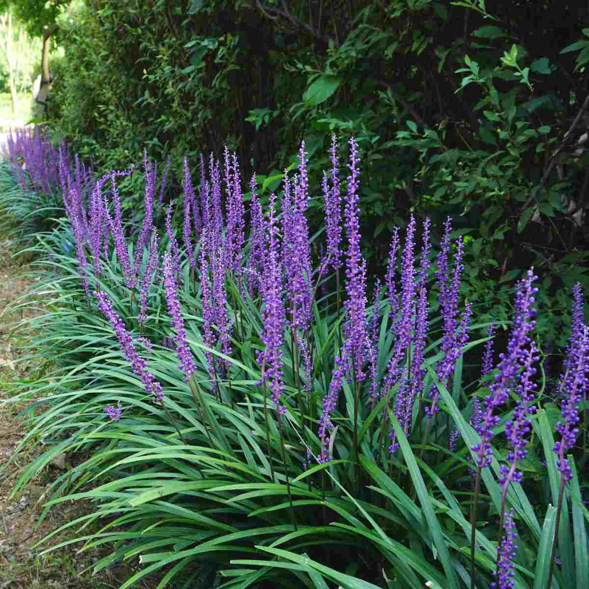 Liriope muscari in flower.