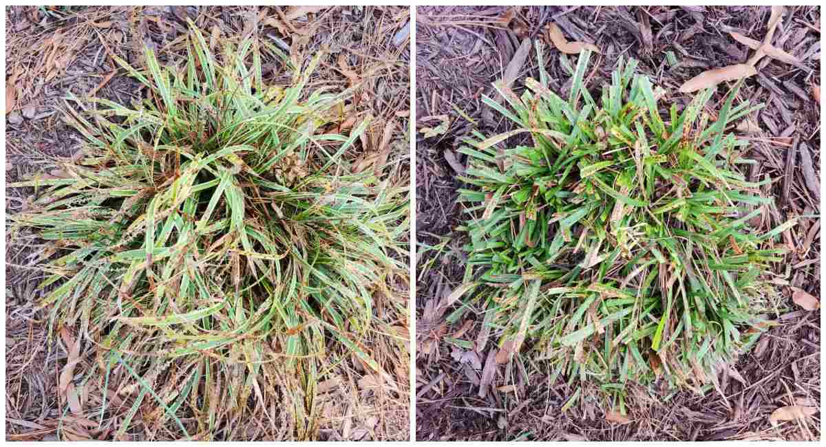 Liriope frost damage and plant after pruning.