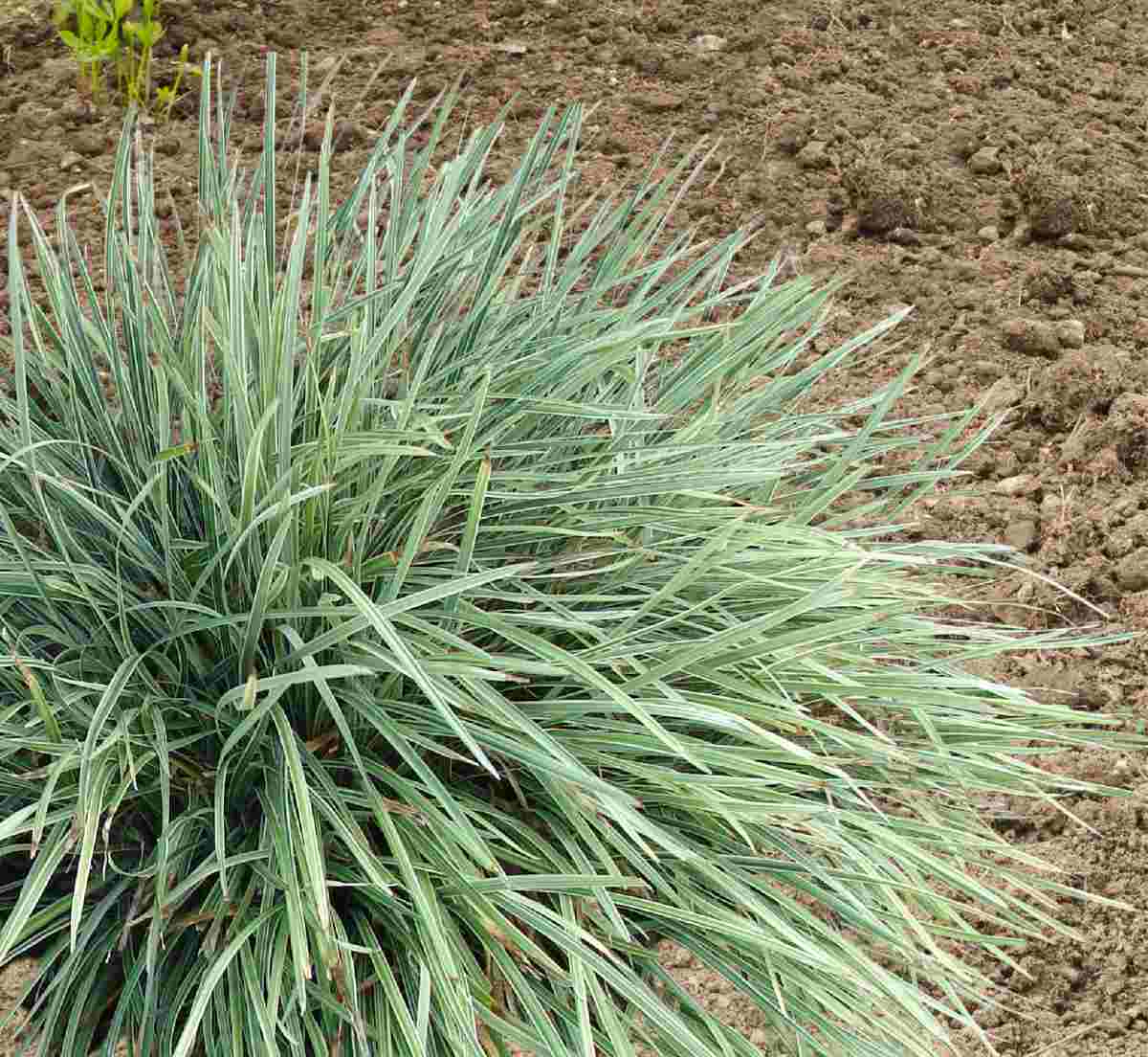 Liriope spicata in a tilled garden bed.