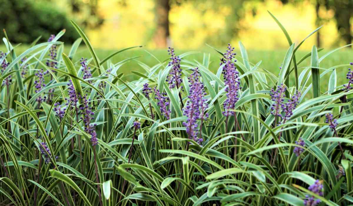 Lirope-muscari-with-flowers.