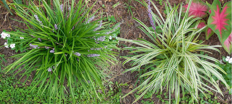 Two varieties of liriope in a garden bed.