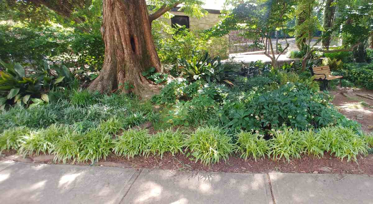 Liriope border growing in shade.