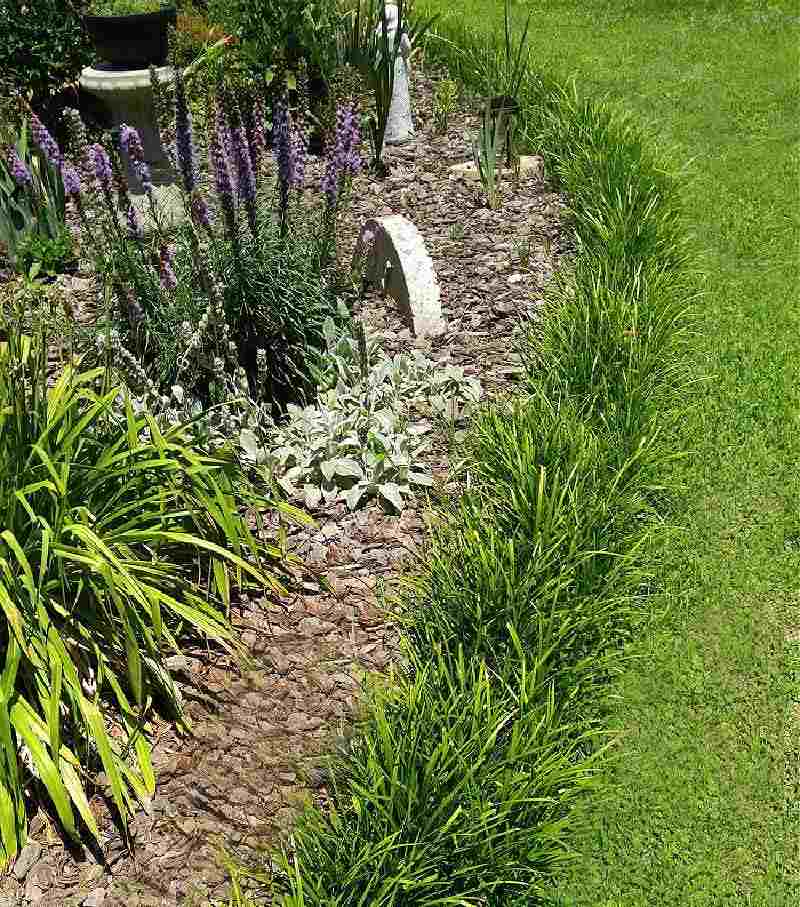Using liriope as a border plant to edge an area.