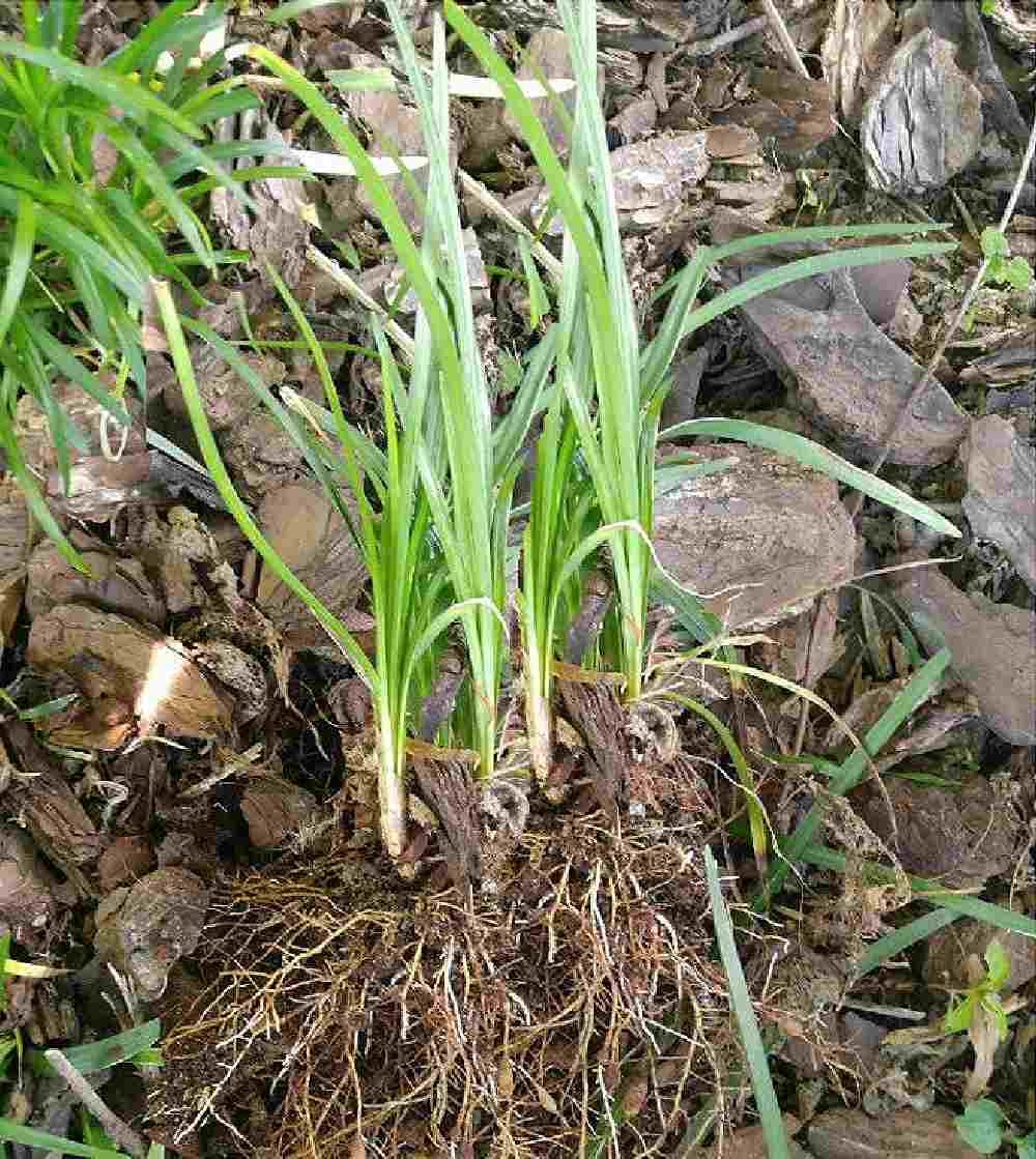 Group of monkey grass plugs.