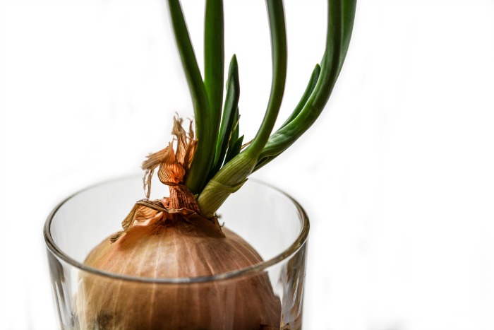 Onions growing in water.