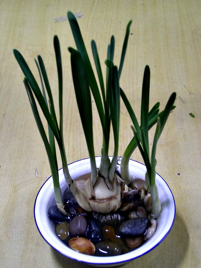 Onions in water with rocks