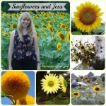 Sunflowers – My Daughter’s Favorites