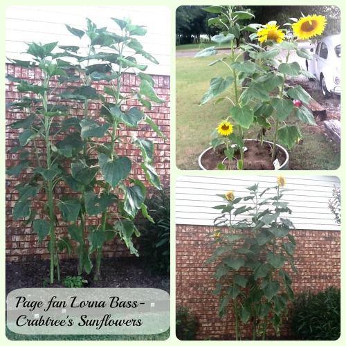 Sunflowers 10 feet tall.