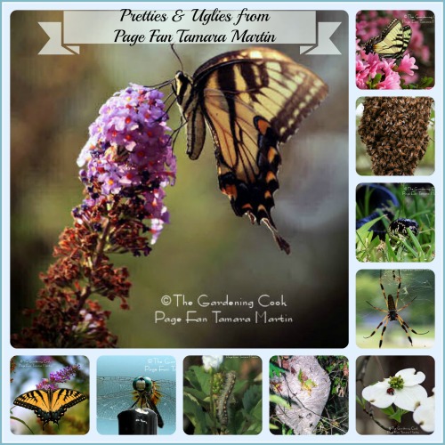 Butterfly and insect photos in a collage with text overlay.