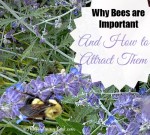 Declining Bee Population – How Important are They?