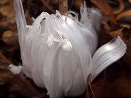 Frost flower that looks like a tulip