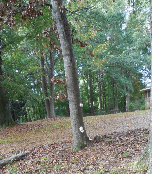 Fungus growing on the tree
