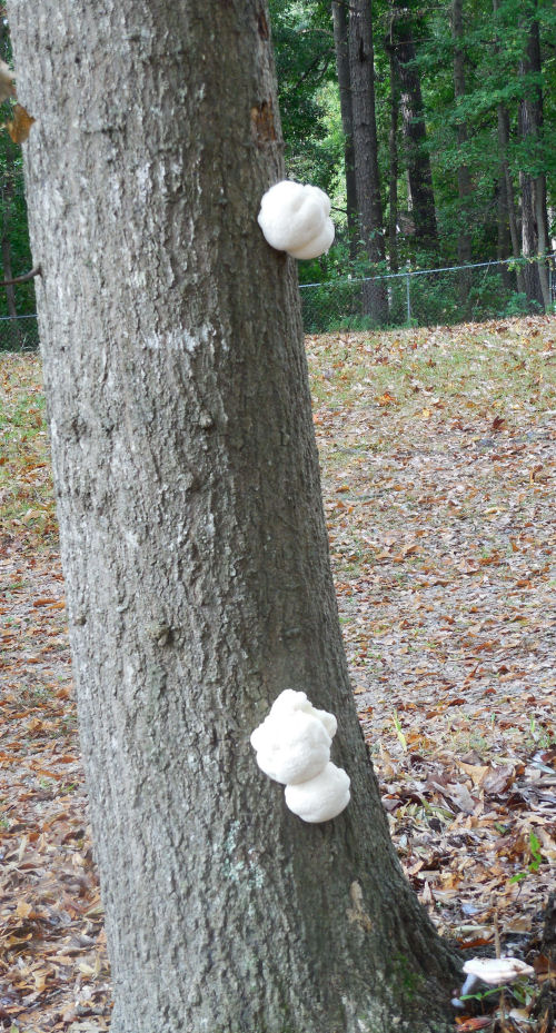 Two pieces of brain fungus.