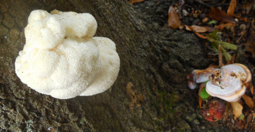 Two varieties of fungus