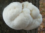 Unusual Fungi – Oddity of Nature