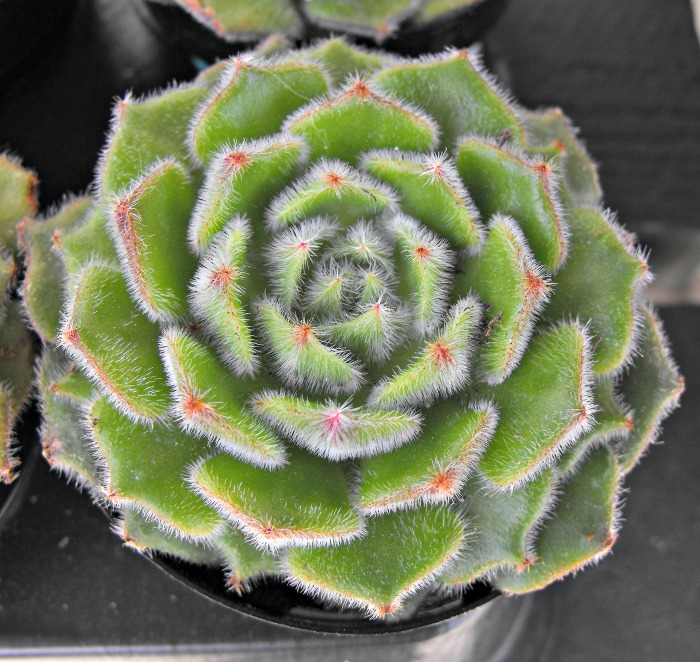 Echeveria ciliata