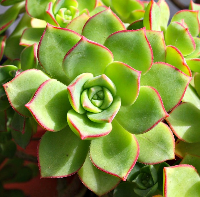 Aeonium 'Kiwi'