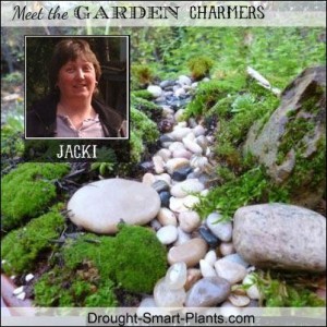 Meet Jacki from Drought Smart Plants