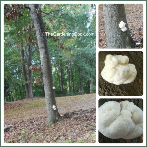 Brain mushroom collage