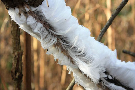 Frost flower on branch